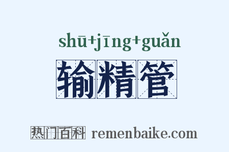 输精管是什么意思的图片